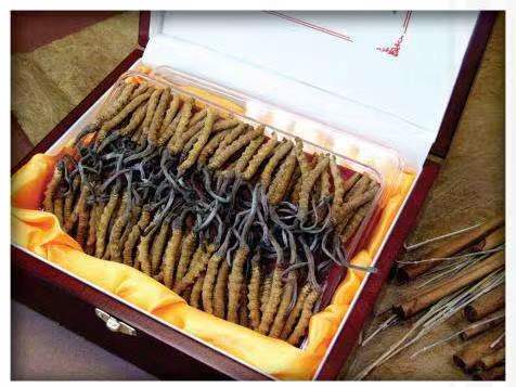 南城冬虫夏草回收